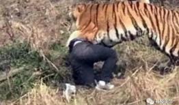 成都老虎爆料视频最新,揭秘背后惊人真相