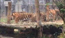 瘟疫动物园最新爆料