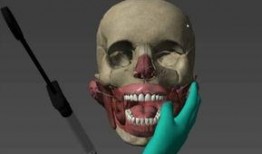 人体模型最新爆料网,科技与健康的完美融合